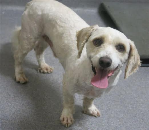 DPSRescue's tweet photo. 1 wk fosters needed! Email rachel@dpsrescue.com to help out! #poodle #shelterdogs #nonshedding https://t.co/kHDJY0NFXn