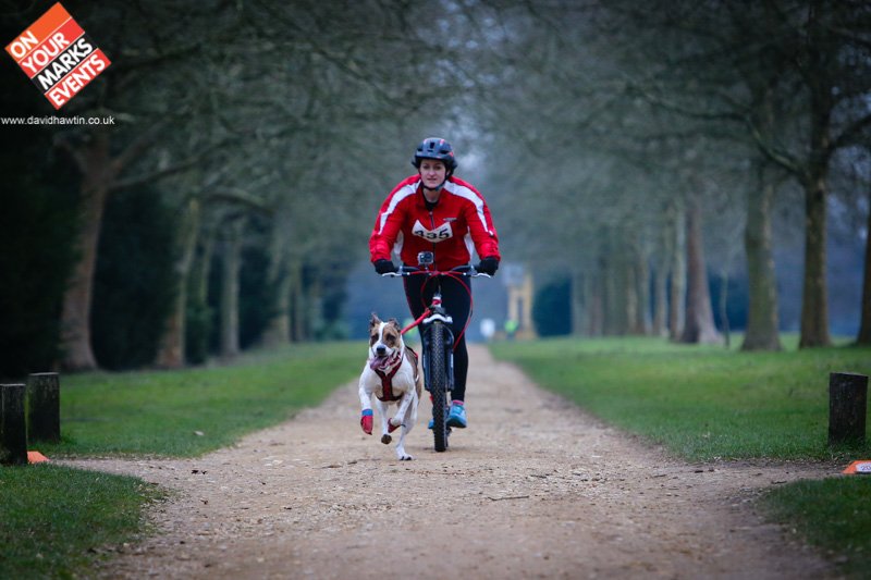 Good to be back with <a href="/OYMELTD/">On Your Marks Events</a> #Stowe #Pacesetter #Canicross today.. Photos available now goo.gl/f0ig2U