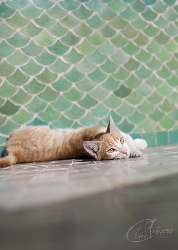 Cfphotographer3's tweet photo. This Cat looks like how I feel  hee!.Another Image from my Moroccan Cat Series 2015.. https://t.co/NBHLzdNpF6