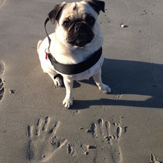 Joy_PhotoCam's tweet photo. #memories #beach #pawandhand #puglife #pug #niceday ☀️ https://t.co/IGrTtOem7l https://t.co/9I1yxBaoy1