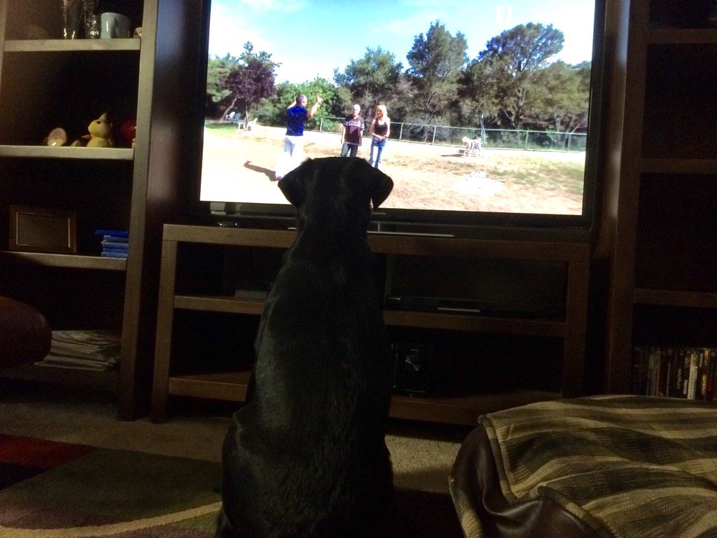 XcloudsurferX's tweet photo. Got to love the desire to learn. My dog watching Dog Whisperer. #dogsoftwitter https://t.co/Dhk0mdO57W