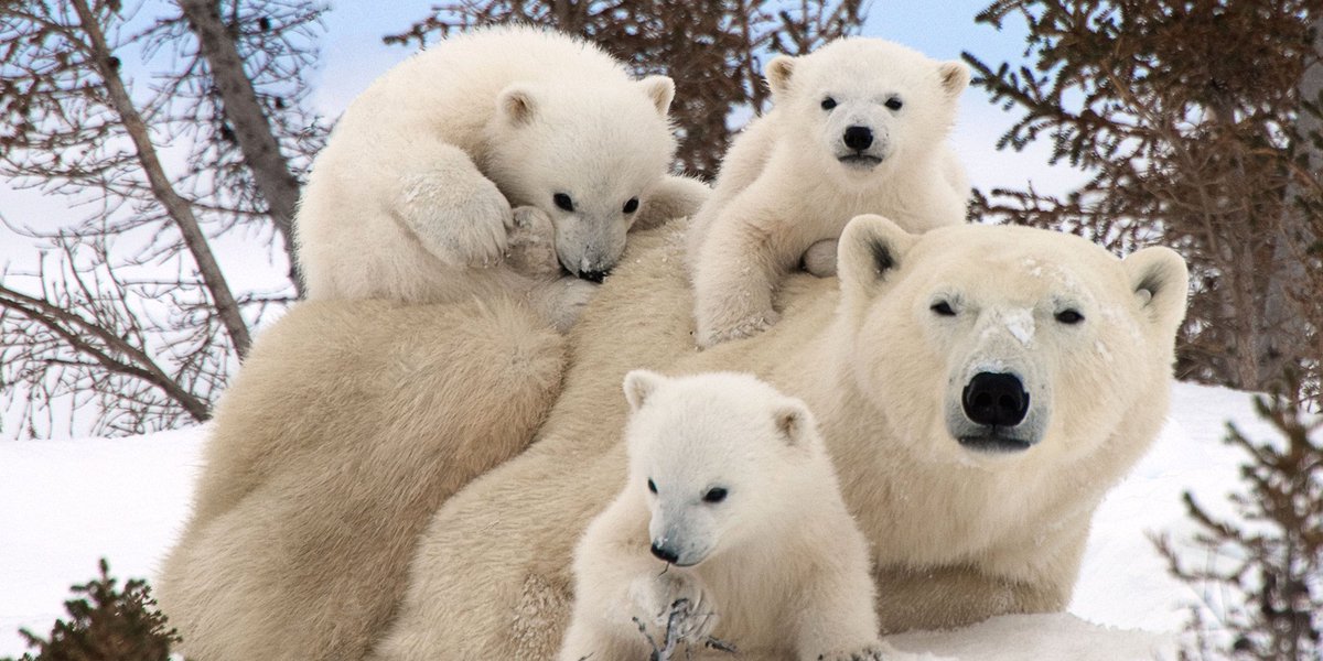 CapitalEyewear's tweet photo. It's International Polar Bear day! Learn how to help protect these amazing creatures https://t.co/XlqSo3GQhO https://t.co/KU3wznpQmY