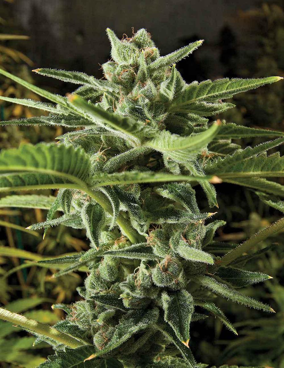 HIGH_TIMES_Mag's tweet photo. Must See Photos! The Best-Tasting Buds on Earth
https://t.co/NEx49tVg8G https://t.co/P3ekFPRcxp