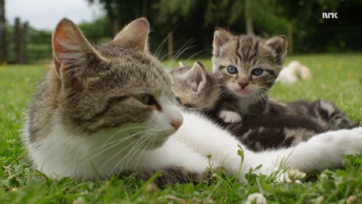 SoCuteKittens's tweet image. Newborn Ducklings Found This Mama Cat Minutes after She Gave Birth.   bit.ly/1PVpGFl