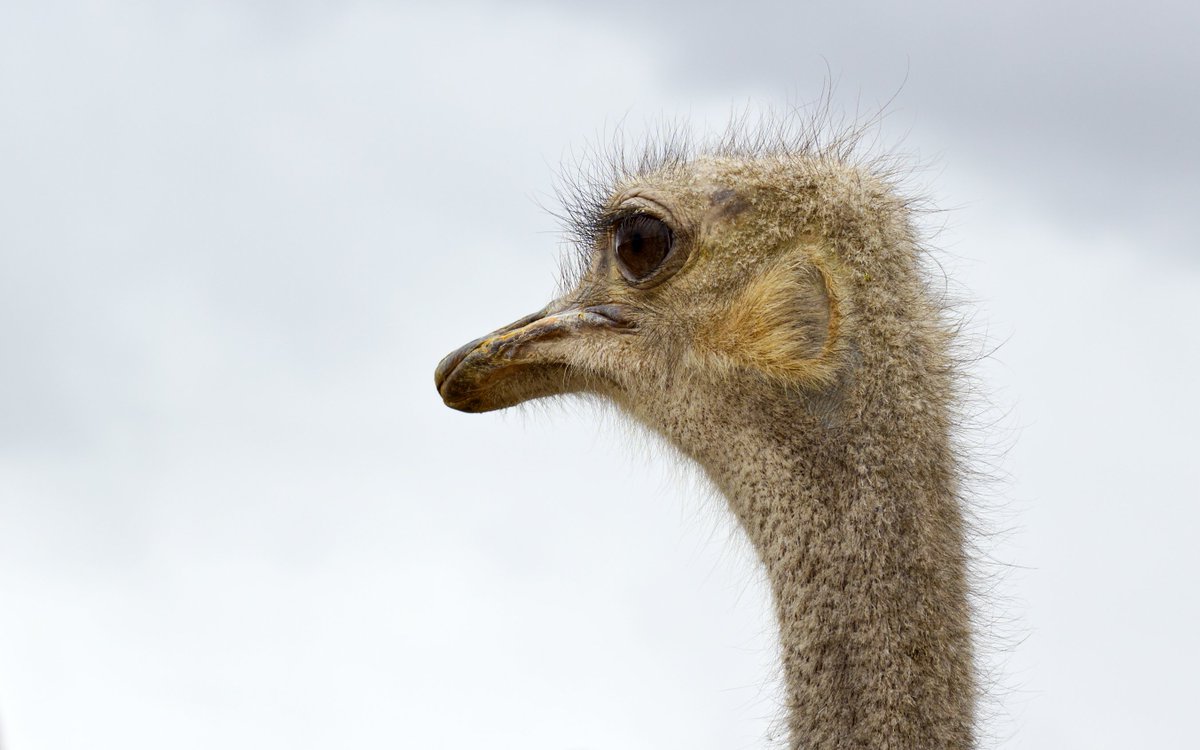 Charles Lindbergh said "The improvement of our way of life is more important than the spreading of it."