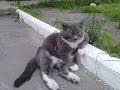 82Kruglov's tweet photo. #Funny_Fails, Прикол https://t.co/kvQYnwdq3j, https://t.co/L7eqKag9JS