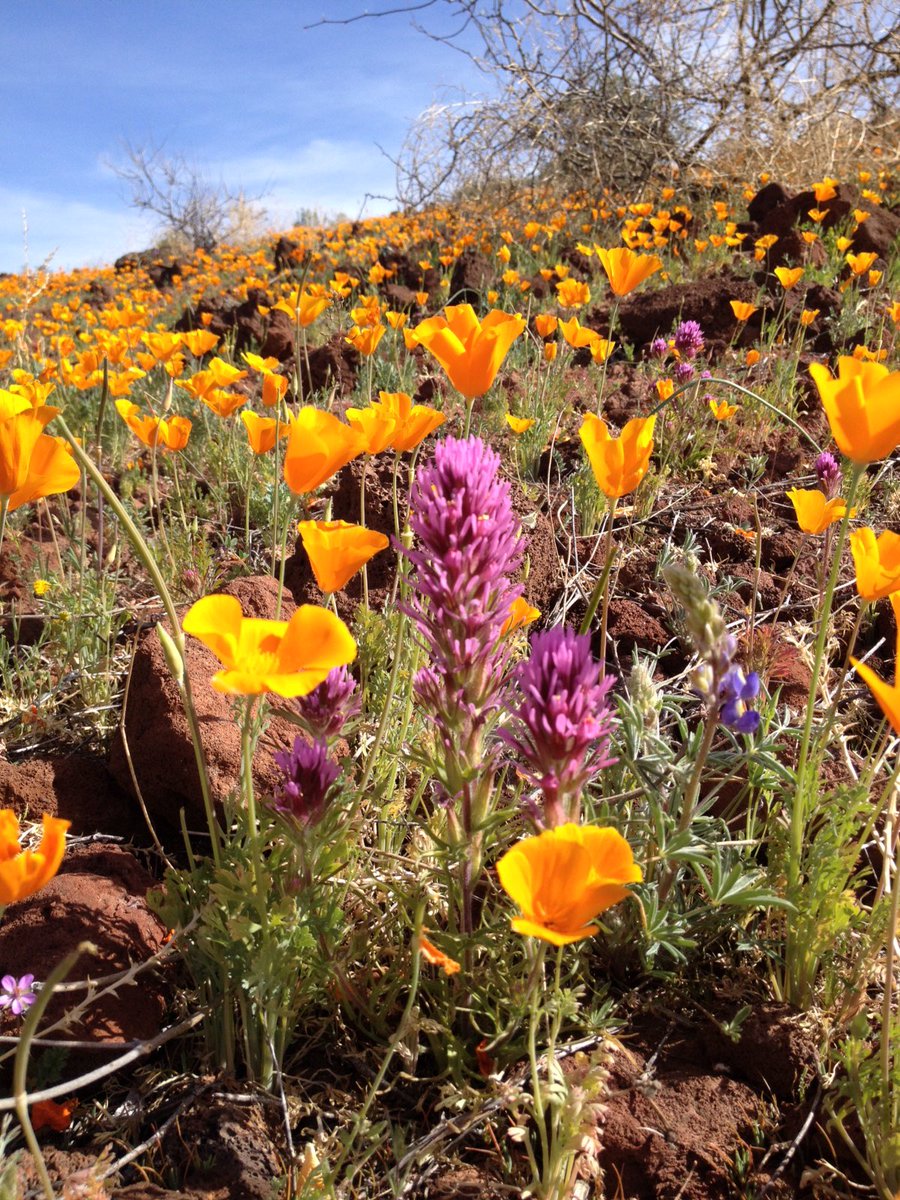 BoyceThompson's tweet photo. The hits keep on coming from Peridot Mesa, this time with owls clover. #azwildflowerwatch @dbgtweet #boycethompson https://t.co/jVk1rN8RGC