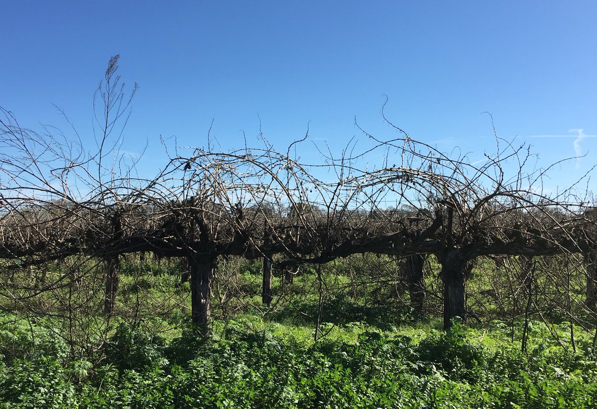 MsPullThatCork's tweet photo. My first thought when I spotted this vineyard...having a bad hair day! #wine #vineyardfun #happysaturday https://t.co/a2VgDMknUz