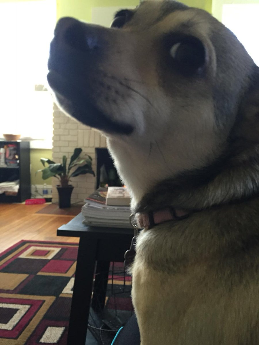 kezhrs's tweet photo. Violet has her eye on you.  #LapLife https://t.co/sfK4XlhS1R