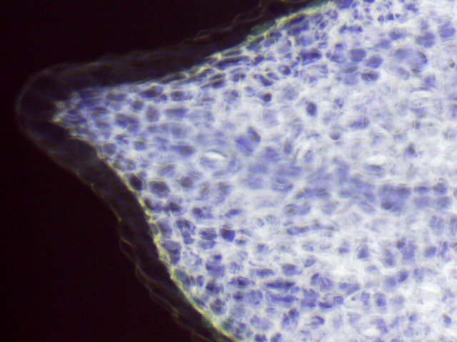 Micros_world's tweet photo. Acacia nilotica adstringens leaf 100x negative https://t.co/RwLyXFklxd