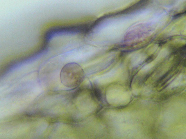 Micros_world's tweet photo. Acacia nilotica adstringens leaf 400x cells https://t.co/r1czVLoo5T