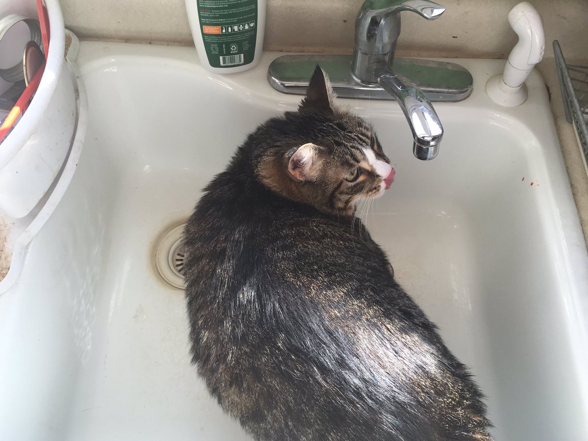 飼い猫がシンクに居るかどうかを毎日手動ポストしているアカウントが