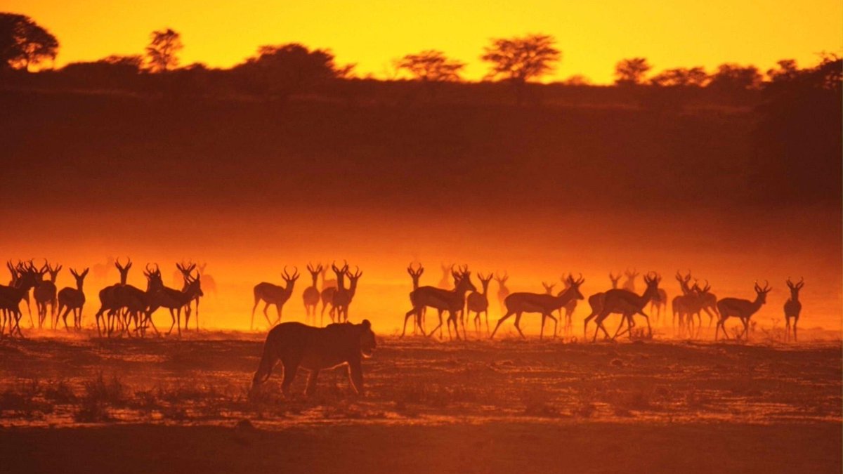giovannicoa's tweet photo. #savana #wild #nature #photos https://t.co/XtU8wR3Hc4