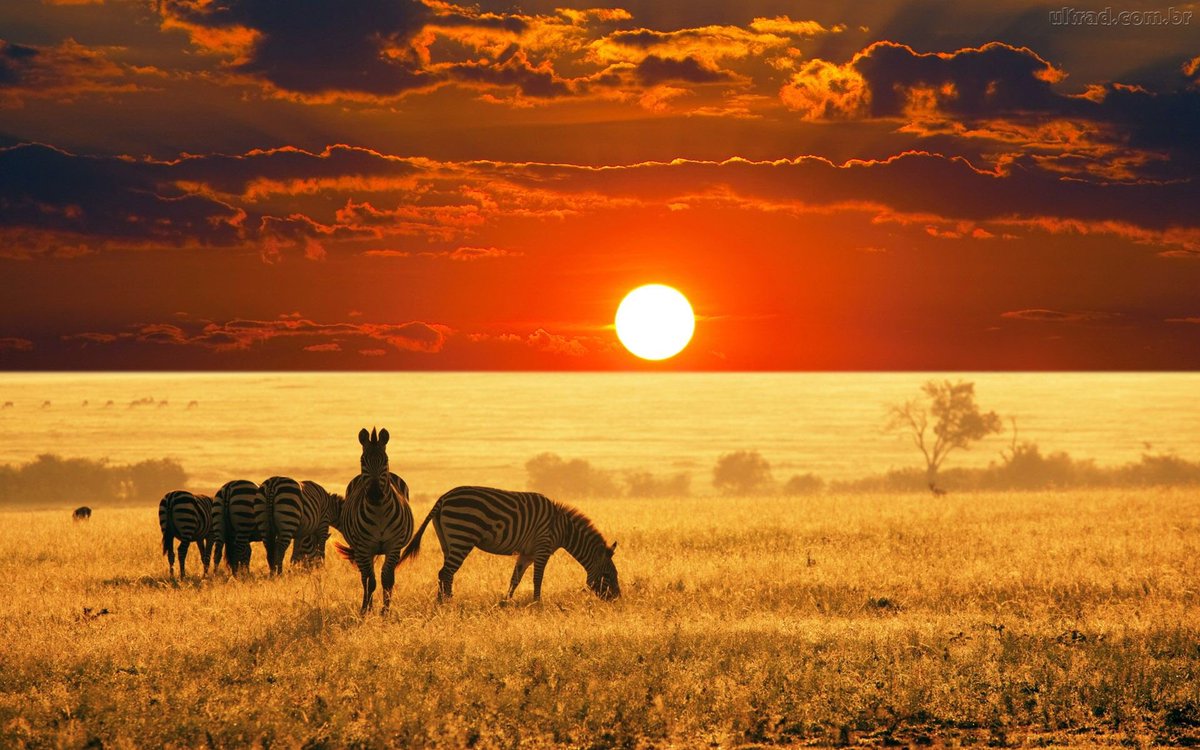 giovannicoa's tweet photo. #savana #wild #nature #photos https://t.co/MWwq0hbIuu