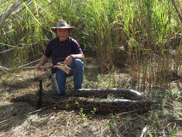 pbpost's tweet photo. Python Challenge honors longest snake at 13 feet, 8 inches https://t.co/MhjP3dFCbo https://t.co/oVUtGOVQQ4