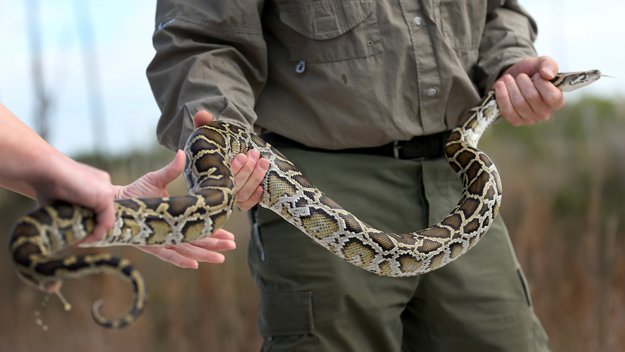 CBSMiami's tweet image. Successful snake hunt shines light on #Florida's #PythonProblem @MyFWC #burmesepython cbsloc.al/1oP2uCt?cid=tw…