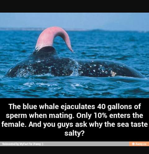 Chai! So the blue Whale is the reason why the sea taste salty. Walahi!
