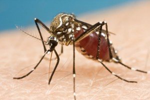 RewAU's tweet image. Zika virus isn't new, and it's a bit tricky to catch it in Australia - here are the facts.. foamlinks.com/2016/02/zika-v…