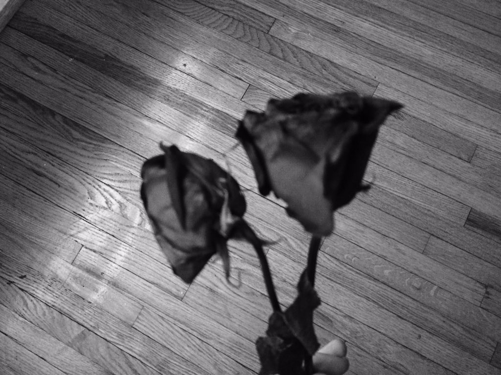 beweisbard's tweet photo. I like taking rose pictures too much 🌹🌹🌹 https://t.co/Pjpii4T90R