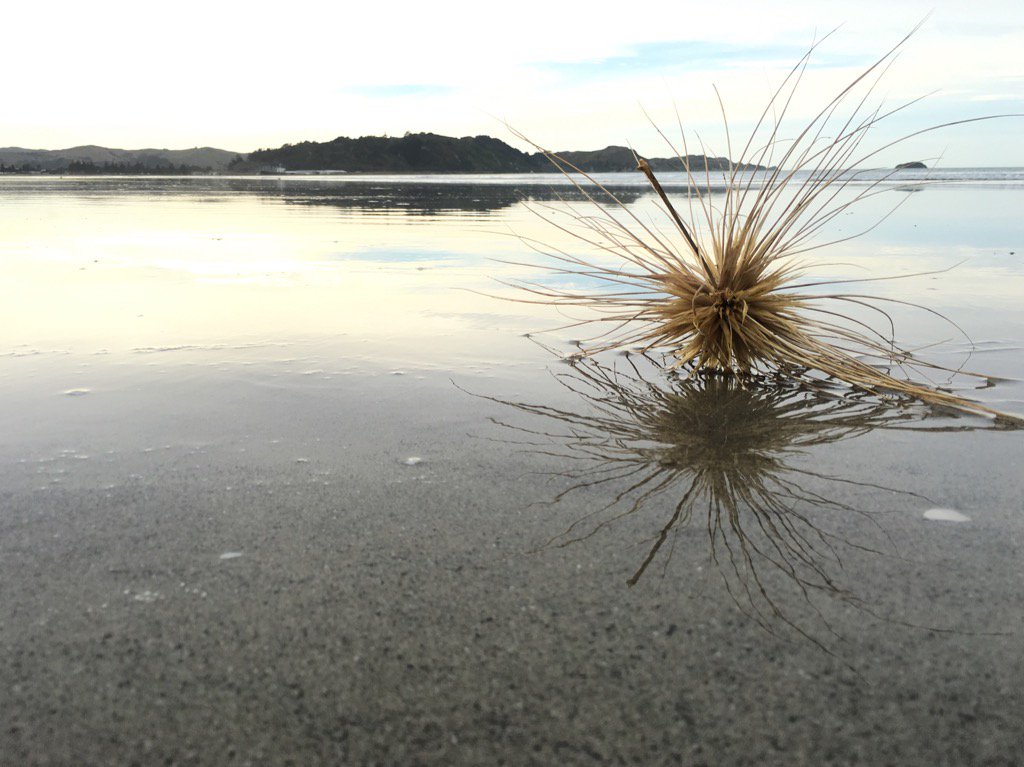 annabowendesign's tweet photo. Waikanae Beach, Gisborne #tumbleweed #Gissy summer https://t.co/eqgPXmseio