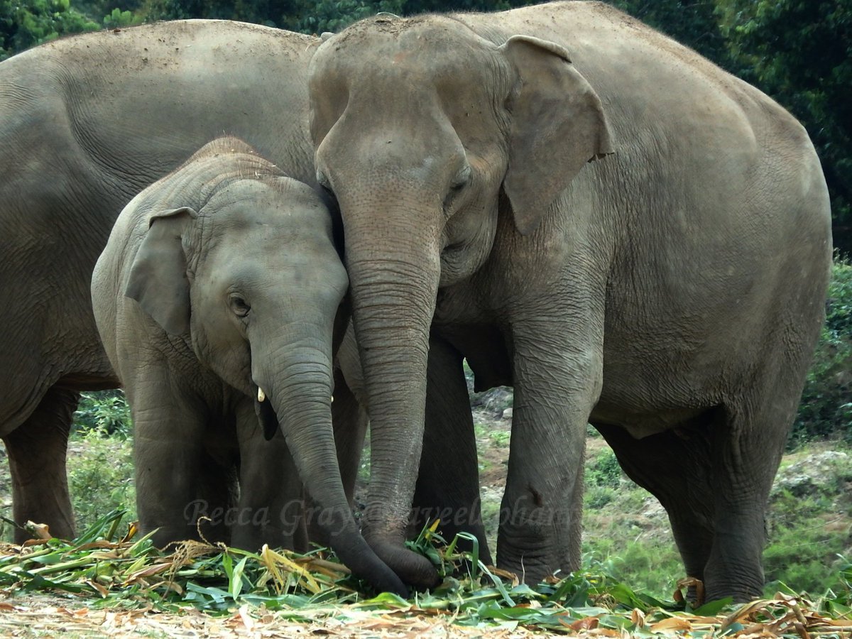 ElephantNatureP's tweet photo. Navann and Bua Kham are sharing a precious moment together #elephantnaturepark #volunteerwithelephants #Thailandele https://t.co/szU5zaqiPe
