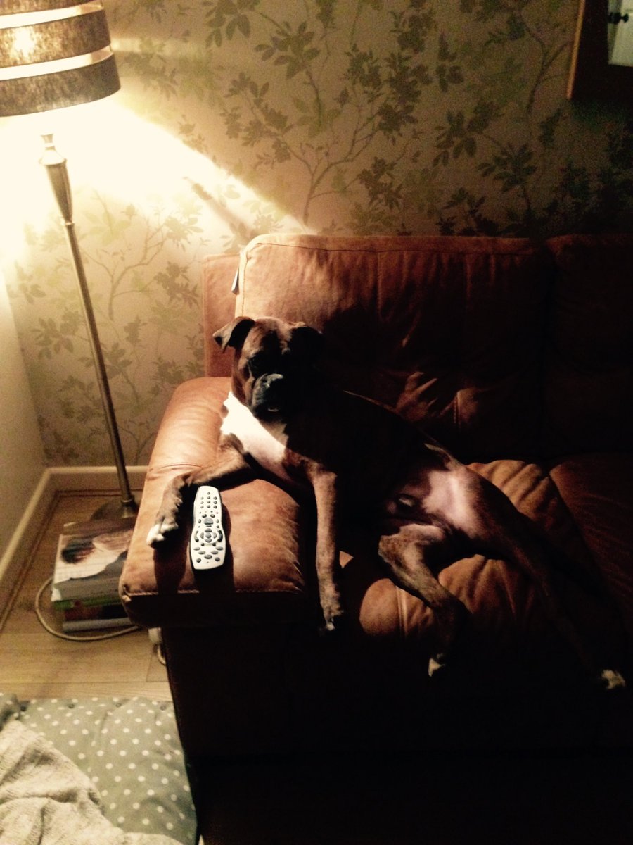 clackersmac's tweet image. My dog is never right in the head 💩