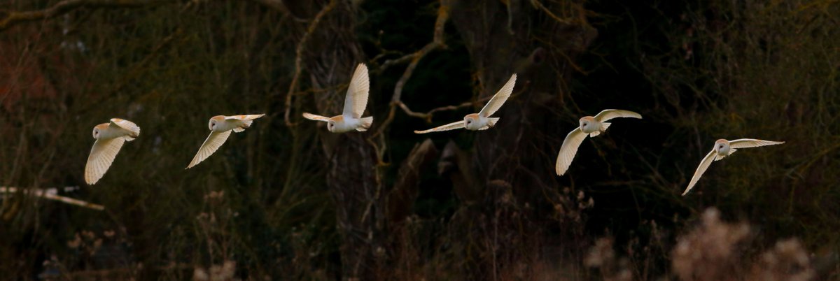 NorwichBill's tweet photo. Thought i'd put together a Flight-Sequence shot of the #BarnOwl #FlightSequence @BarnOwlTrust @_BTO https://t.co/6mXuzq6r9a