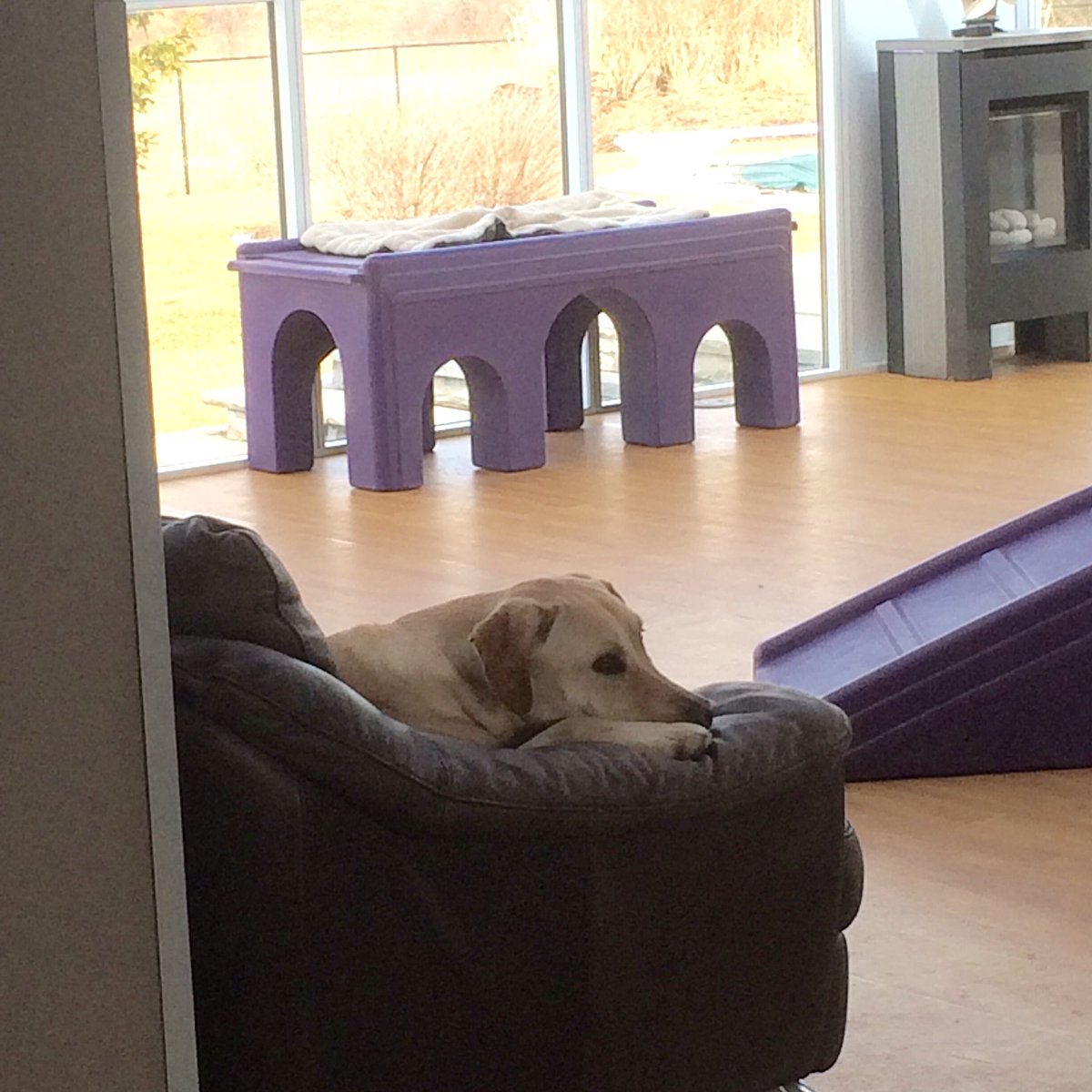 Molly loves to snuggle on the couch 🐶💕 #dogsofinstagram #thehousebycountrypaws #couchsnuggles