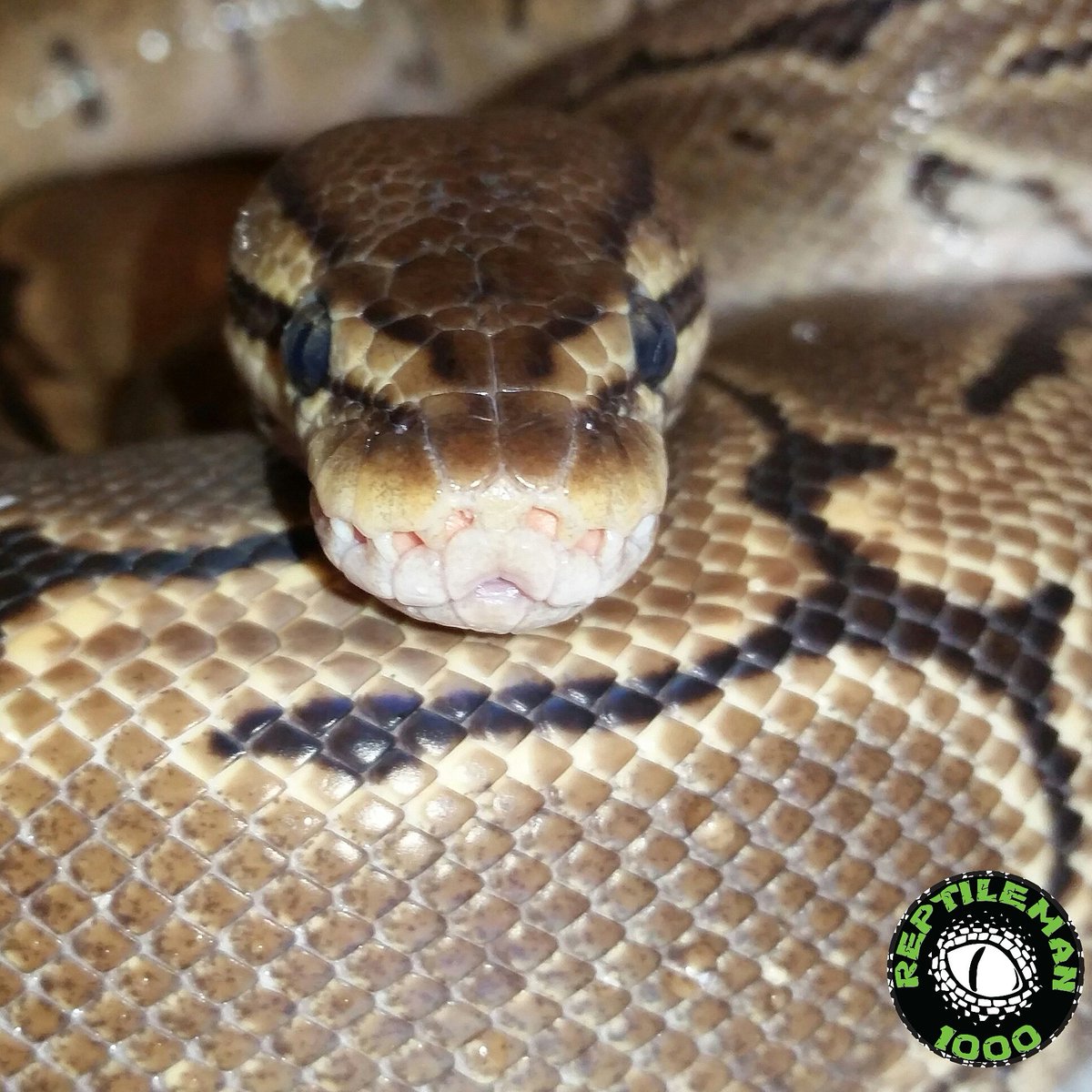 Reptileman1000's tweet image. Mary Jane #pinstripeballpython #ballpythons #balls #pythons #snake #exoticanimals #animals #cute #snek