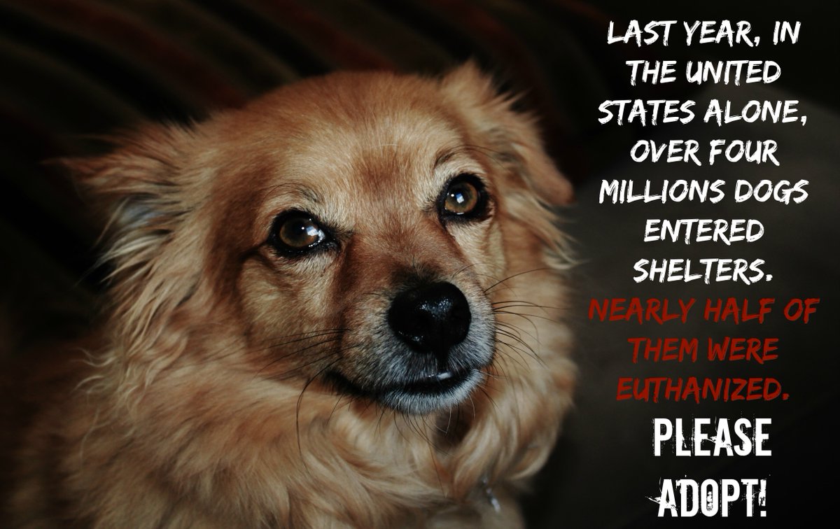 LindenCrow91's tweet photo. Say no to pet stores and breeders! Say yes to #adoption! #farm365 #adopt #animalrights #SomeoneNotSomething #GoVegan https://t.co/7nKJZ04OOC