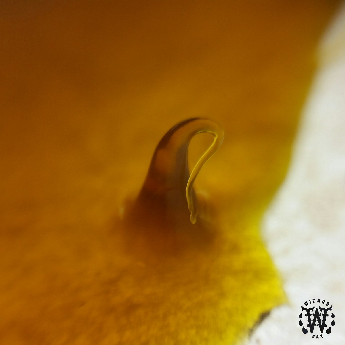 WizardWax's tweet photo. ☝ #Stalagmite #dabs of Betty Crocker  (Critical Mass x Pink 2.0) X Jesus (White Widow x Blue Dynamite). 
#cbd #thc https://t.co/z3HgWMh5NM