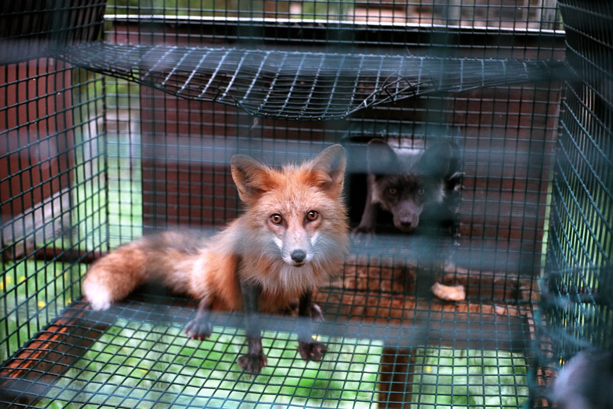 International retailer <a href="/The_Kooples/">ؘ</a> ditched angora wool—but is still selling fur! RT &amp; SIGN peta.vg/kooples