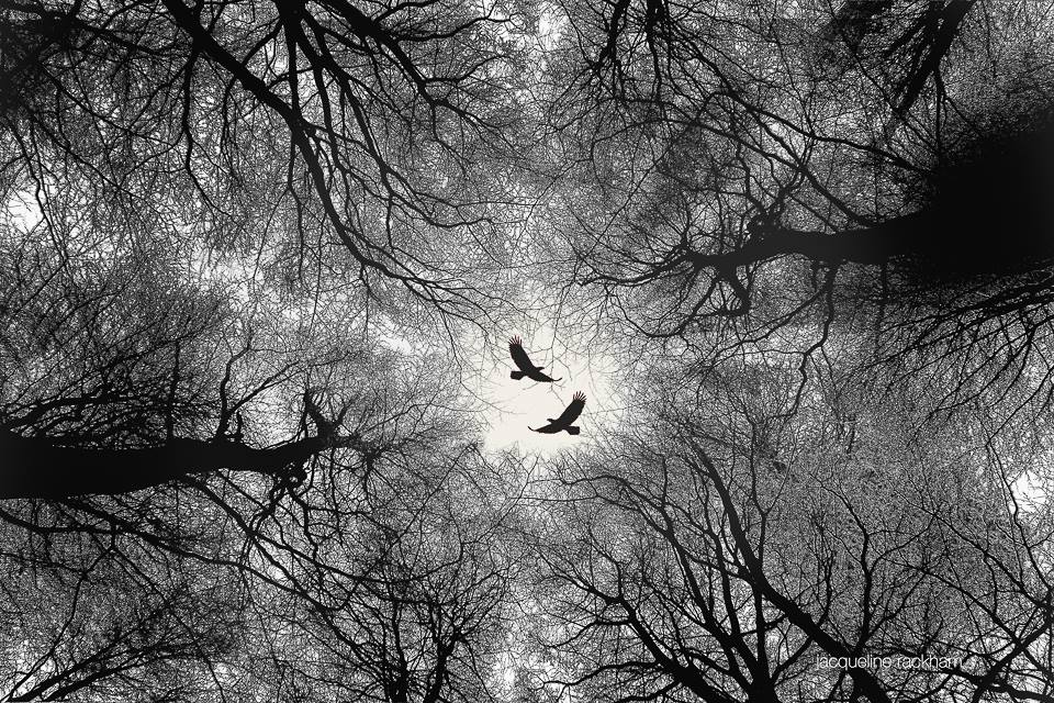 Image_Adventure's tweet photo. Image of the Day © Jacqueline Rackham
https://t.co/yRzjrzVdTD
#photography #photographer #join_in #promote https://t.co/JXP5EfJUto