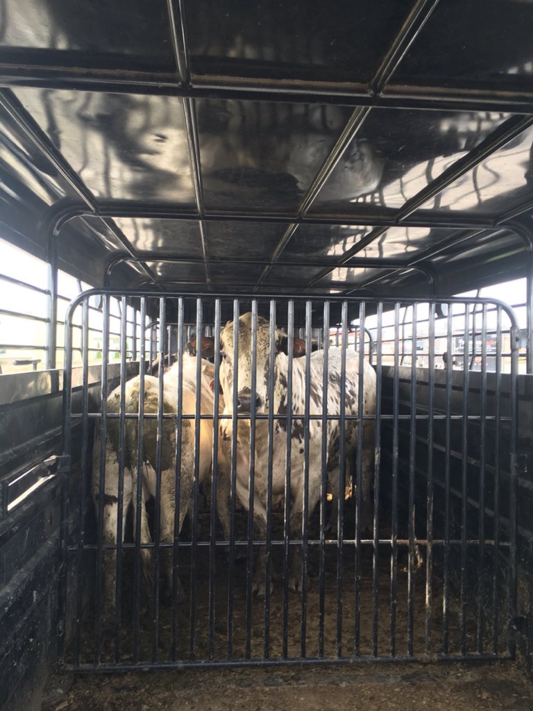 Howell Rodeo Company (@howellrodeoco) / Posts / X