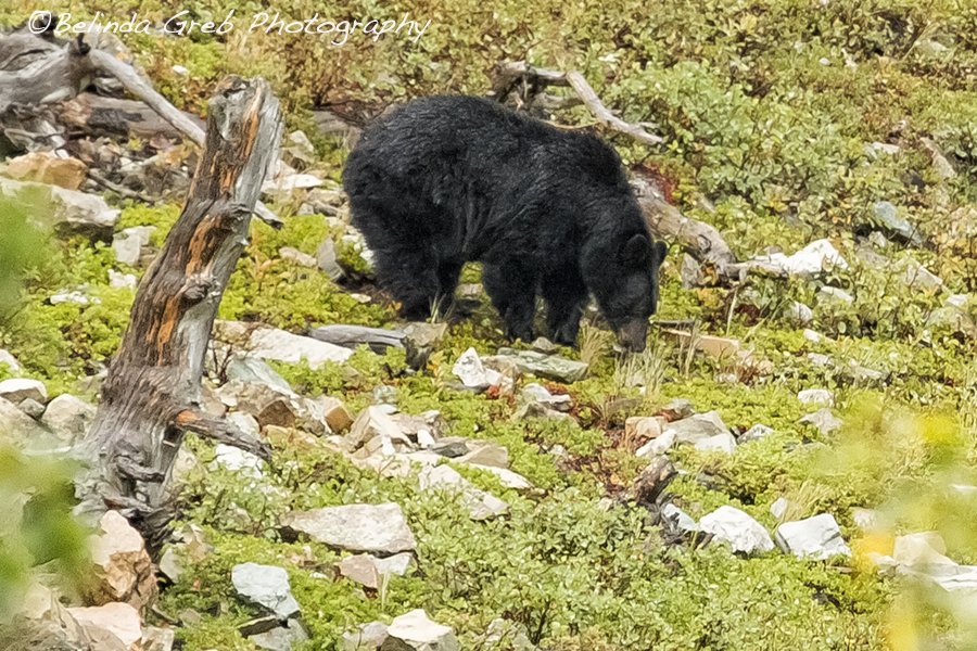 BelindaGreb's tweet photo. Busy Black Bear https://t.co/1HhhT1hMIi @BelindaGreb https://t.co/mbafc3VMCn