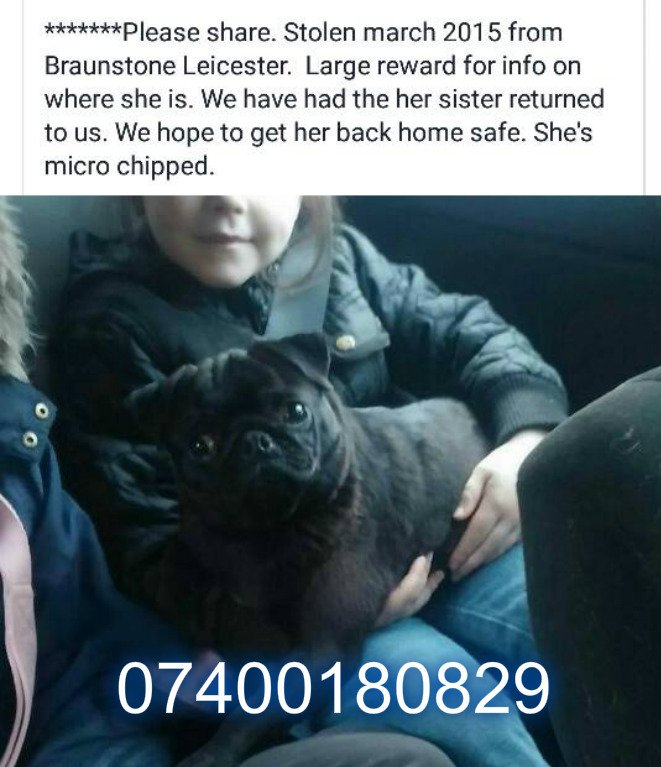 Lost/Found Northants (@northantslost) on Twitter photo STILL MISSING/STOLEN Black pug Leicester area <a href="/DogsTrust/">Dogs Trust 💛🐶</a> @DogArmyUK2015 <a href="/traceytracker01/">#FindPippin</a> <a href="/DogTAGMids/">Dog TAG</a> <a href="/DogsForGoodUK/">Dogs for Good</a> STILL MISSING/STOLEN Black pug Leicester area <a href="/DogsTrust/">Dogs Trust 💛🐶</a> @DogArmyUK2015 <a href="/traceytracker01/">#FindPippin</a> <a href="/DogTAGMids/">Dog TAG</a> <a href="/DogsForGoodUK/">Dogs for Good</a>