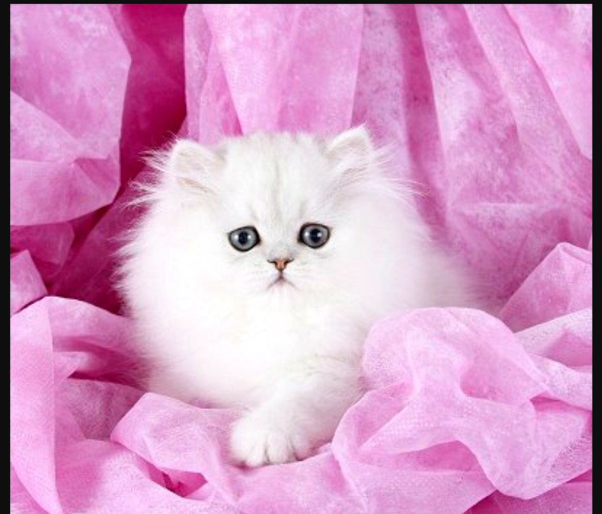ViewAnimals's tweet photo. Persian cat, these cats are some of the rarest cats! #Persian #Animal #Love #Pussy #Cat #luxury https://t.co/8PJa2Jo1s6
