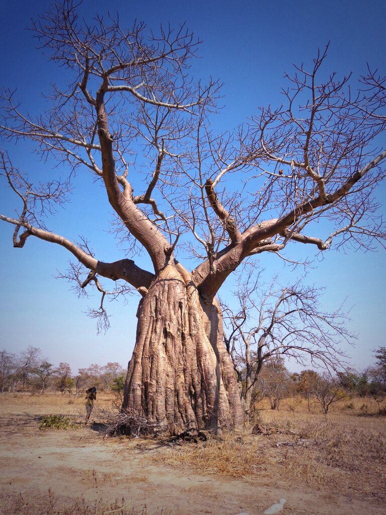 ViewsofZambia's tweet image. Giant Baobab within Lochinvar National park #ViewsofZambia #Wildlife #Nationalpark #Monze #SouthernProvince #Zambia