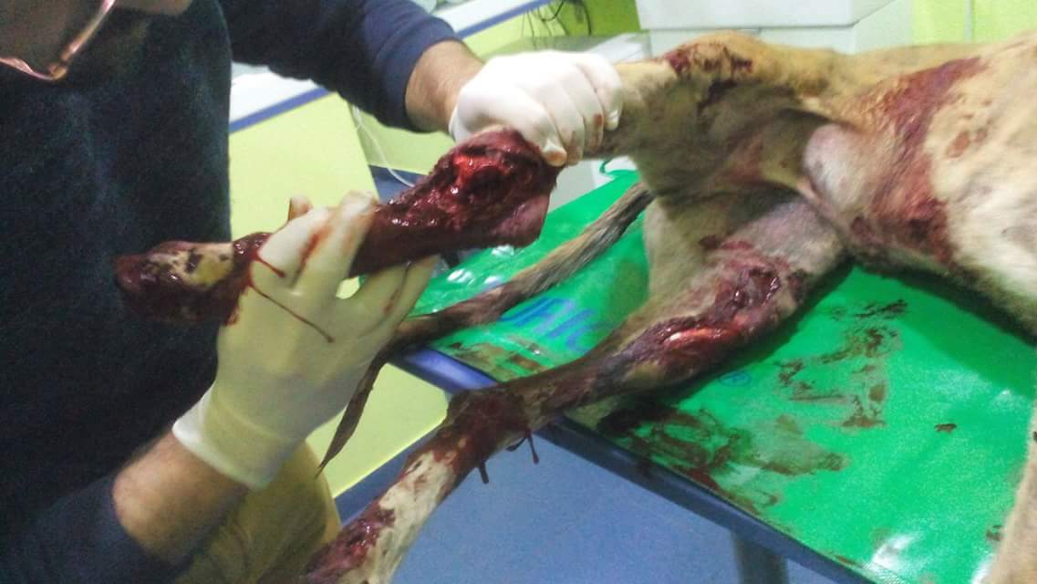 asociacAyandena's tweet photo. ¡NECESITAMOS #AYUDA #URGENTE PARA YOLI, LA GALGA #ATROPELLADA!! #Sevilla

Mas info aquí:
https://t.co/vyvV0dALvm https://t.co/TQURdgXnFS