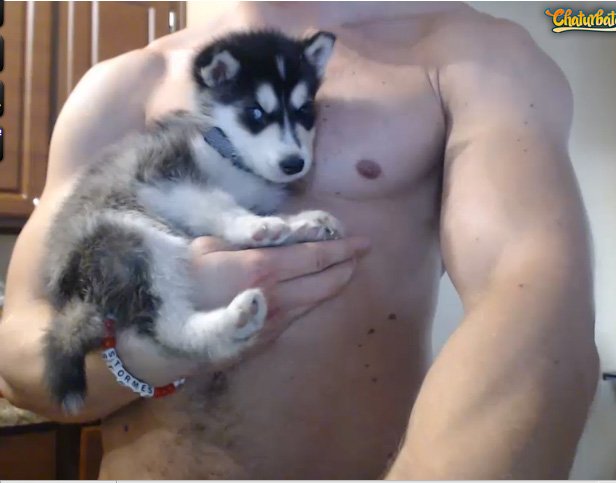 Meet @Jaden_Storm25 adorable new friend, Argent, a  Siberian Husky.. https://t.co/GMo51gZspR https://t<a class="tags" href="/tag/jaden_storm25">@jaden_storm25</a><a href="/tag/rt"class="tags"><span>#rt</span></a>