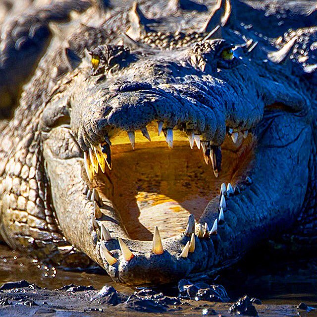 Everglades dinosaur protecting his home turf.