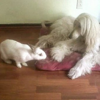 Conejish y mi princesa cuando eran amigos 🐇🐶  #bunny #afghanhounds #princesa #conejish #whiteanimals #friends