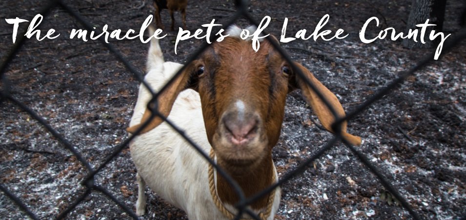 LakeCountyCA's tweet photo. Meet Tia, Ditto, and other miracle pets of #LakeCounty! https://t.co/K2hBFzqoa1 https://t.co/4nJM03ZUeO
