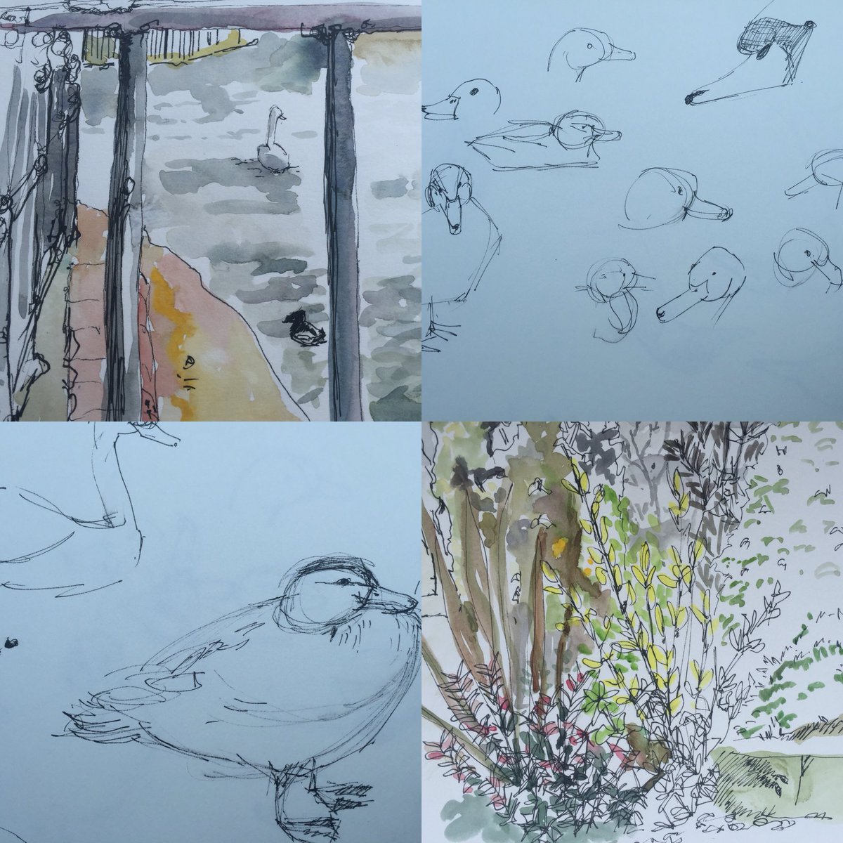 Teckmanart's tweet photo. #drawingoutsidenorthants with @JeanEd70 @sparkleART etal my effort. #sketch #wildlife #wickstead https://t.co/Z8rkZlfem5
