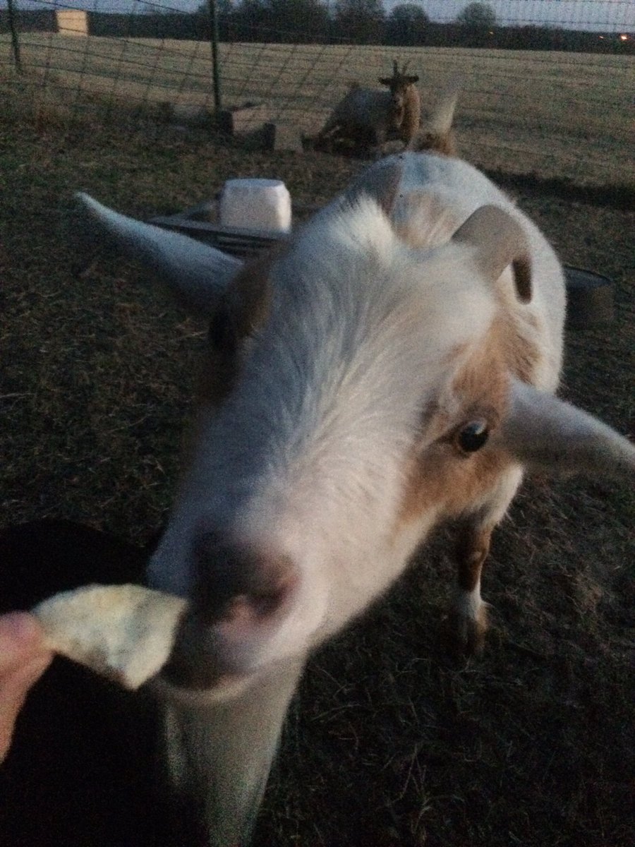 Lifeof_Penelope's tweet photo. Eatin good 2nite #oldbread https://t.co/ORRzlfLZza