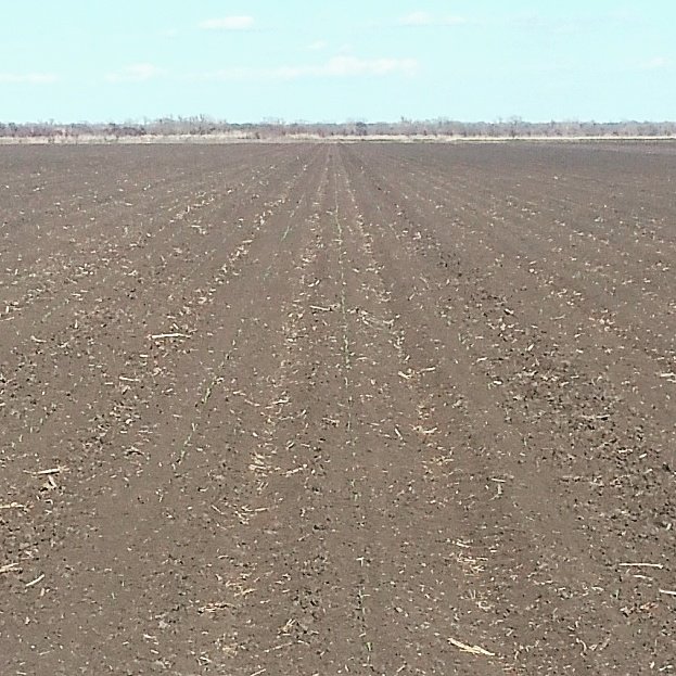 soilhealthguy's tweet photo. Corn emerging near El Campo TX. #plant16 https://t.co/rVDAA14sjr