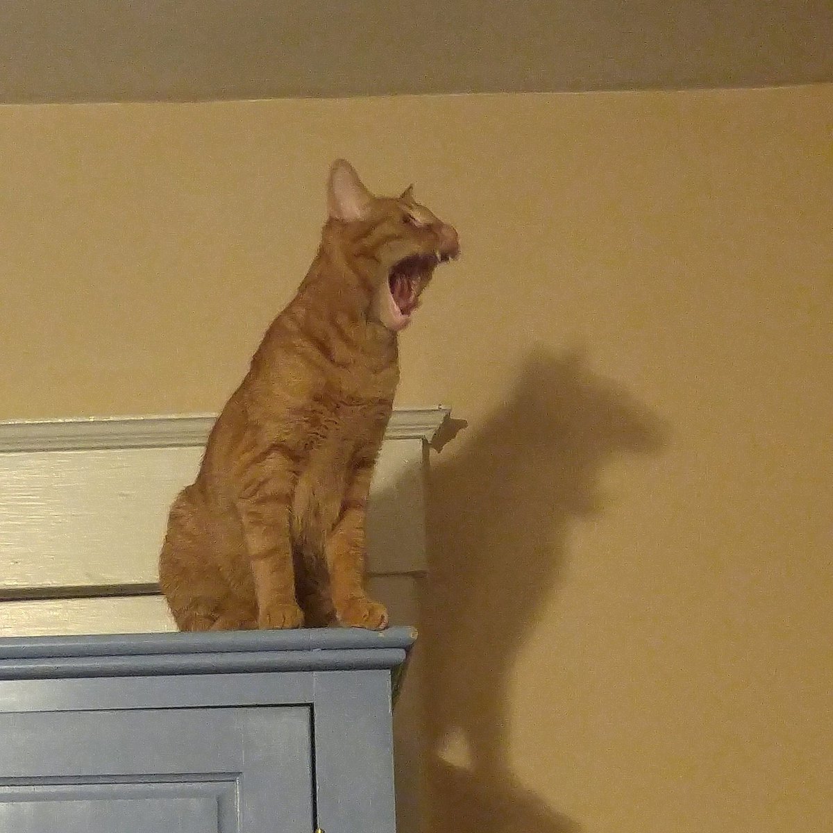 AjaxCheetto's tweet photo. King of my jungle! 😸👑 #caturday #CatsOfTwitter #yawningcat #roar #catroar https://t.co/vFteGTaVYl