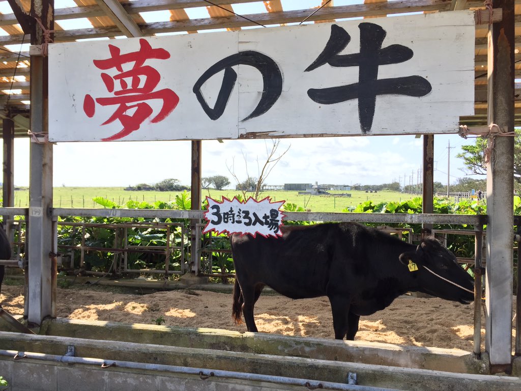 黒島牛祭り 黒島牛祭り