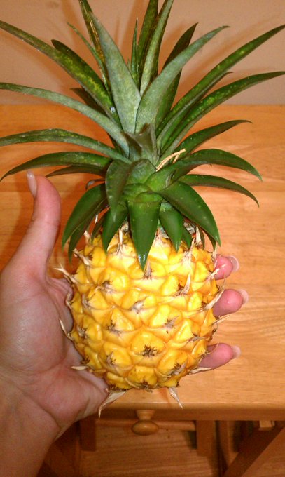 Grow ur own #pineapple. Just chop top off &amp; put it in soil. Here's my 1st one. #organic &amp; sooo tasty<a href="/tag/pineapple"class="tags">#pineapple</a><a href="/tag/organic"class="tags"><span>#organic</span></a><a href="/tag/sexysaturday"class="tags"><span>#sexysaturday</span></a>