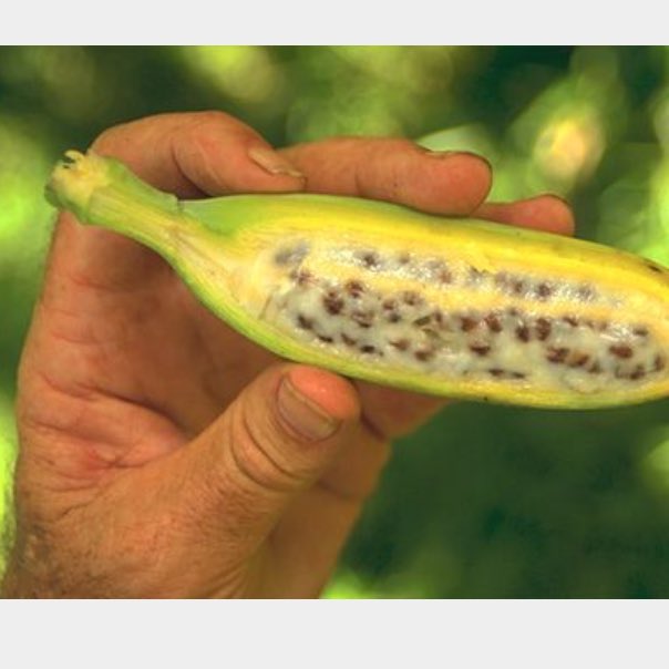 what is a banana shaped body
